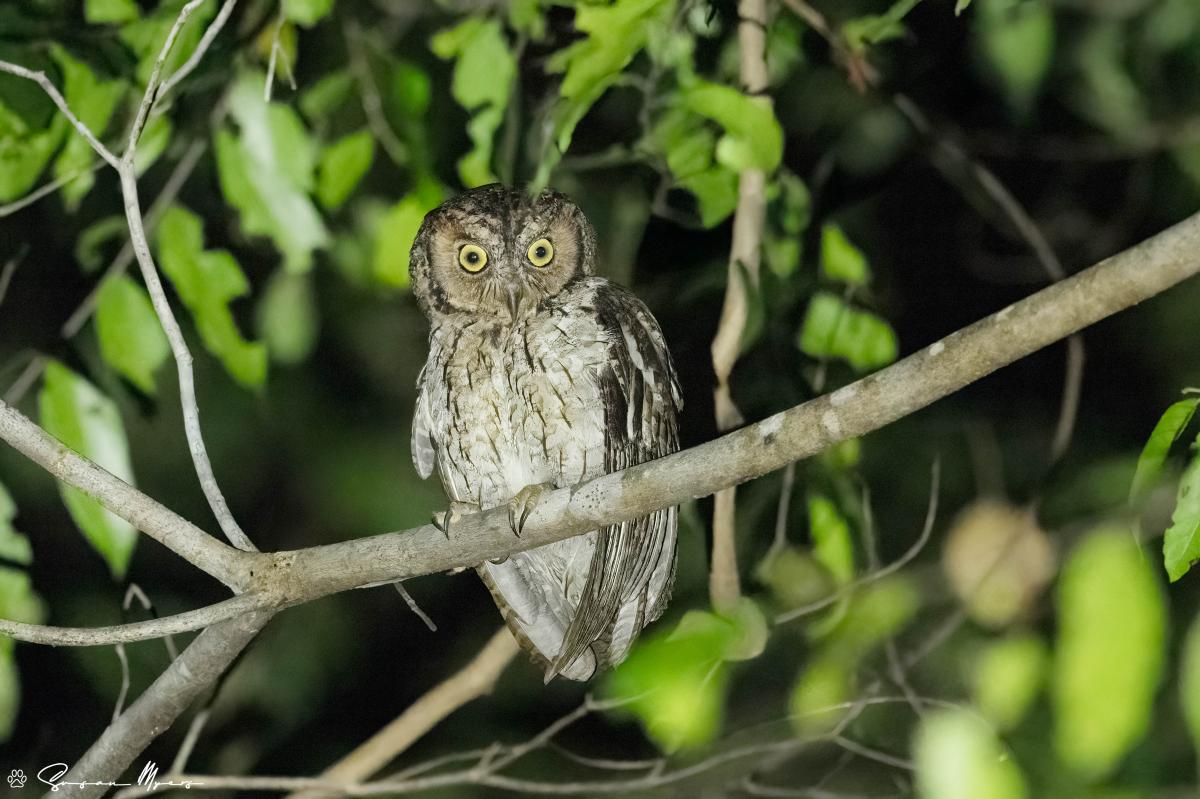 Tanimbar Scops Owl