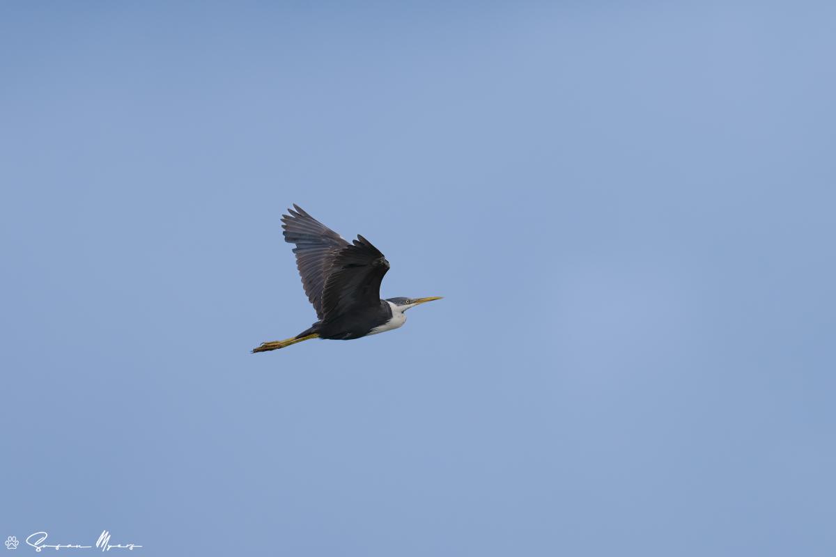 Pied Heron