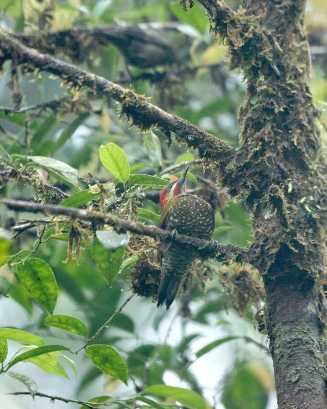 Stripe-cheeked Woodpecker