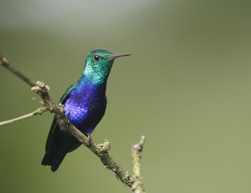 Violet-bellied Hummingbird