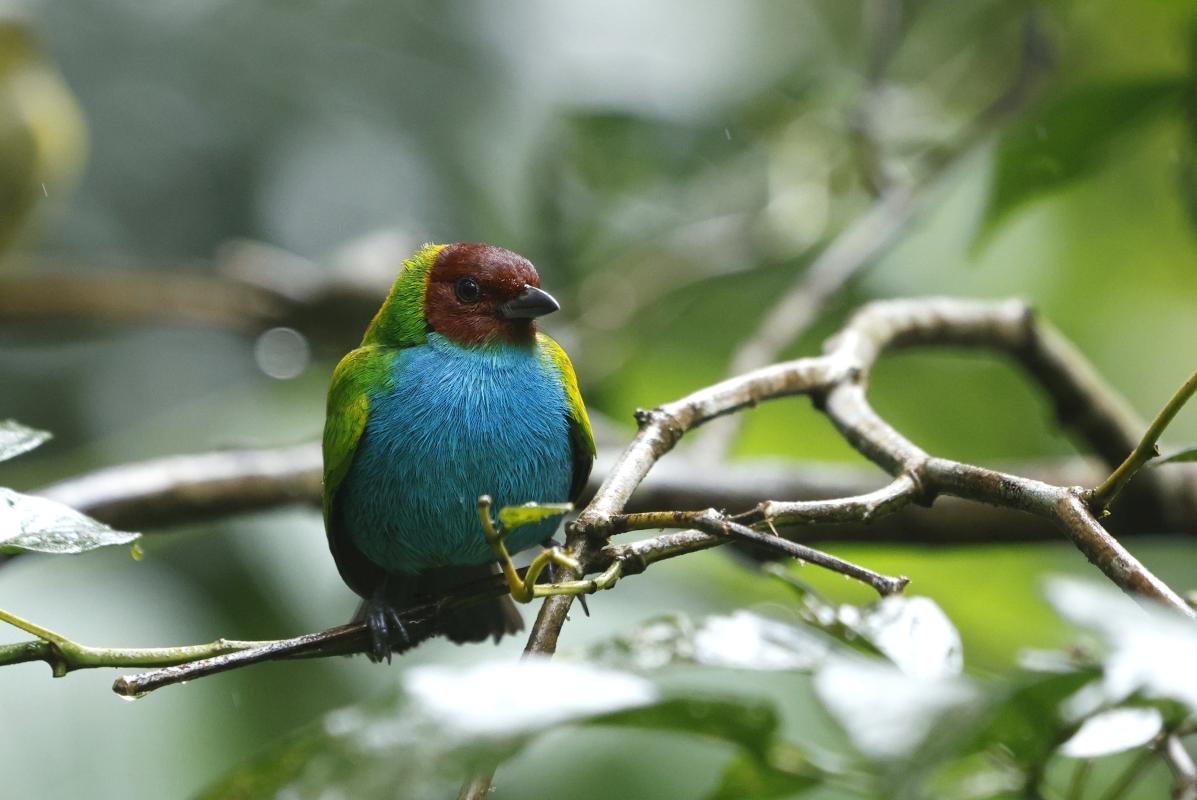 Bay-headed Tanager