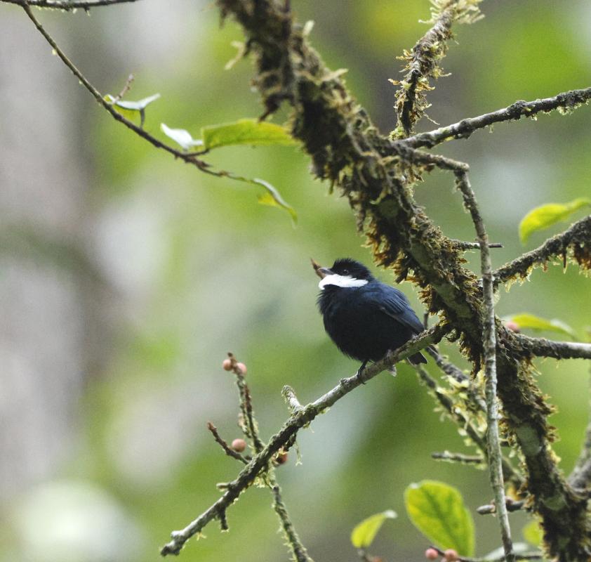 White-ruffed Manakin