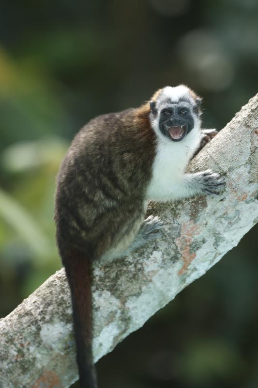 Geoffrey's Tamarin