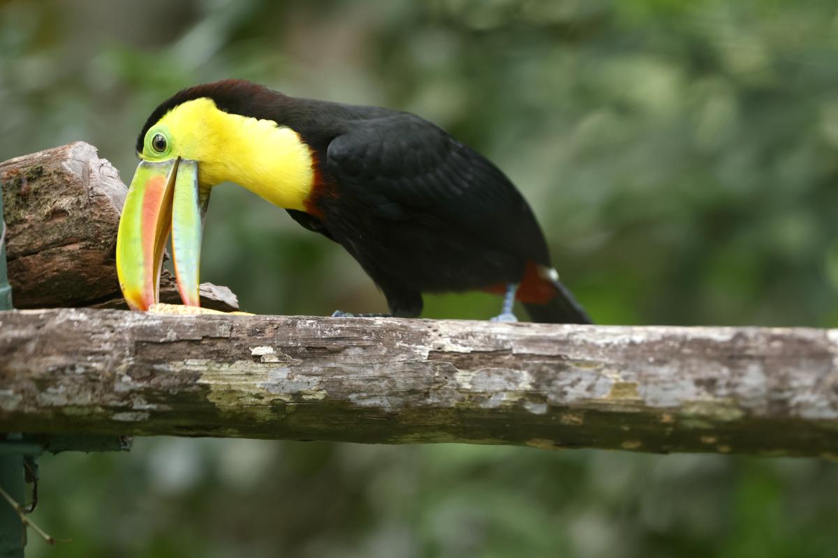 Keel-billed Toucan