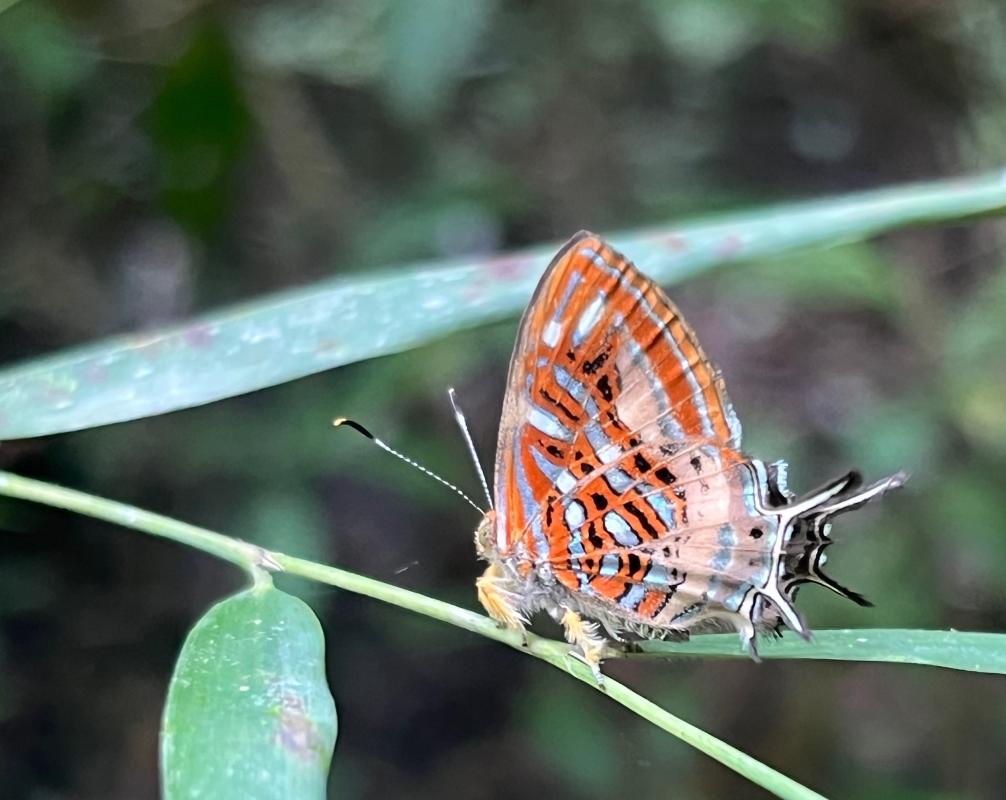 Neglected Sarota