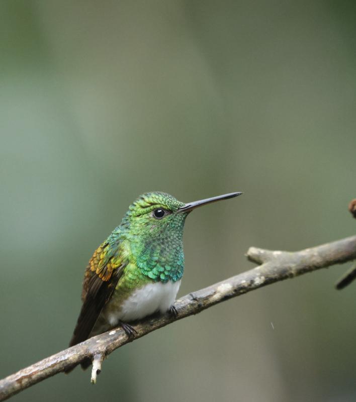 Snowy-bellied Hummingbird