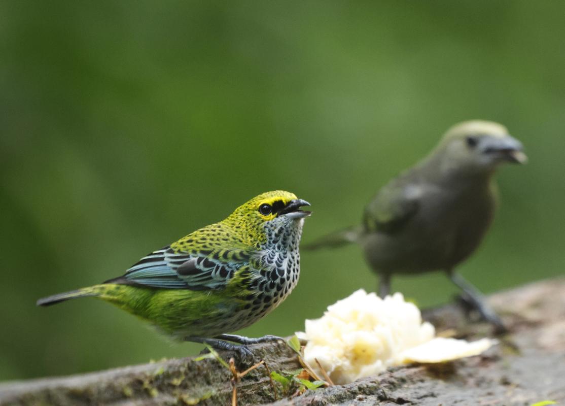 Speckled Tanager