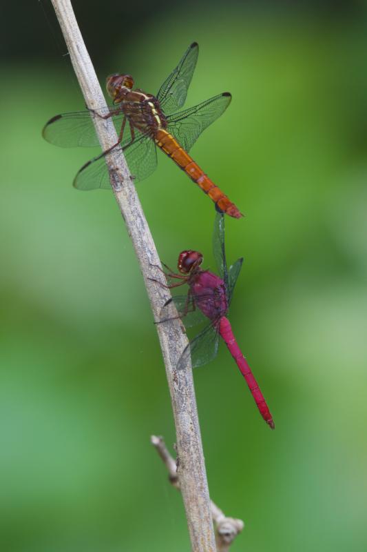 Carmine Skimmer