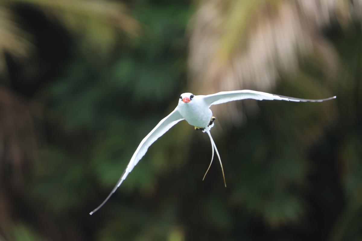 Red-billed Tropicbird