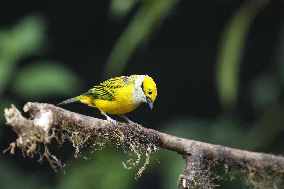 Silver-throated Tanager