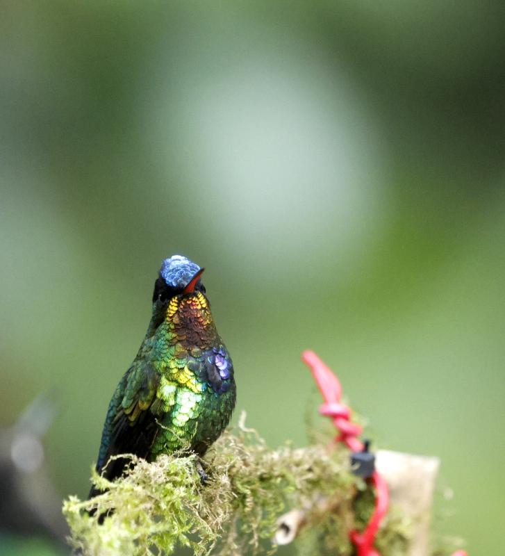 Fiery-throated Hummingbird