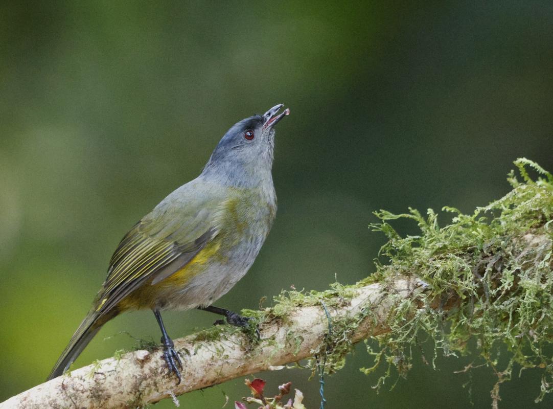 Black-and-Yellow Silky-Flycatcher