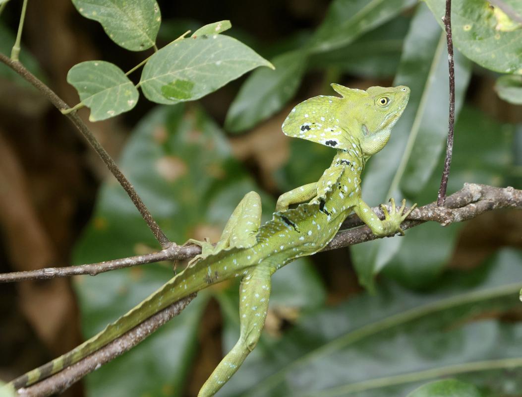 Green Basilisk Lizard