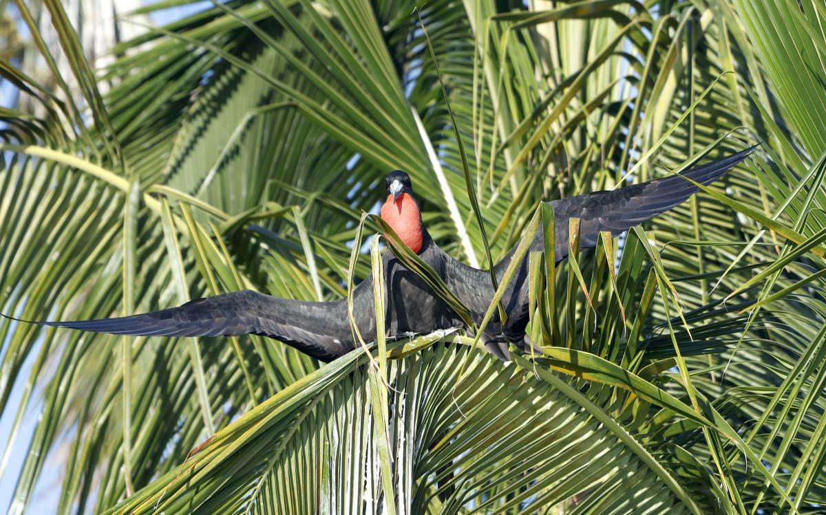 Magnificent Frigatebird