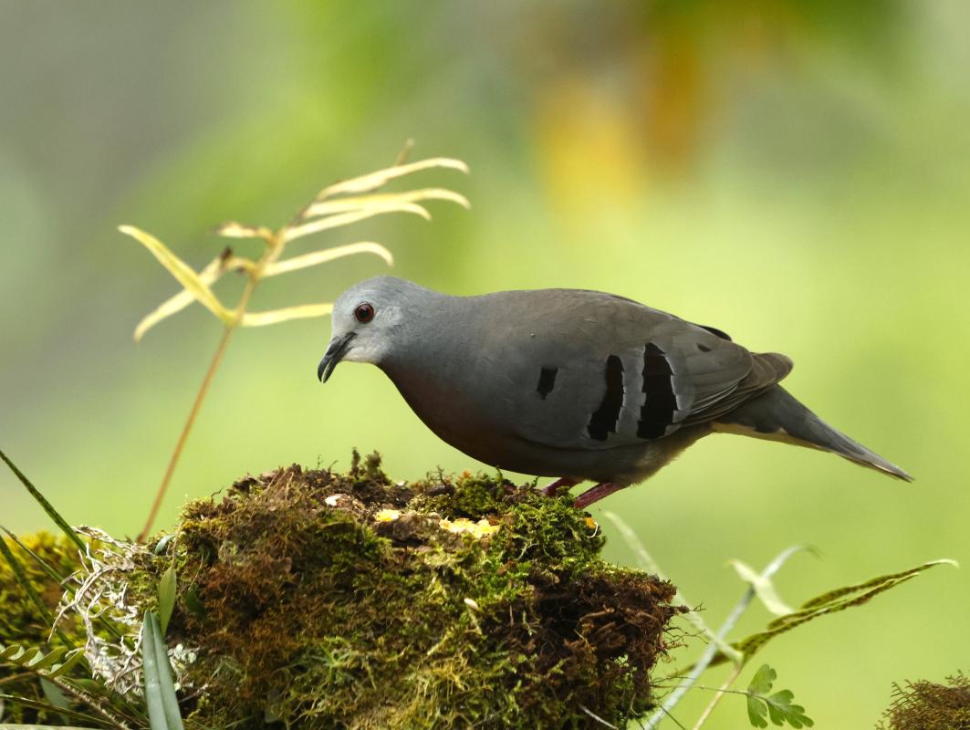 This year we were also treated to unparalleled views of the nomadic and stunning MAROON-CHESTED GROUND-DOVE coming into a newly established feeding station.