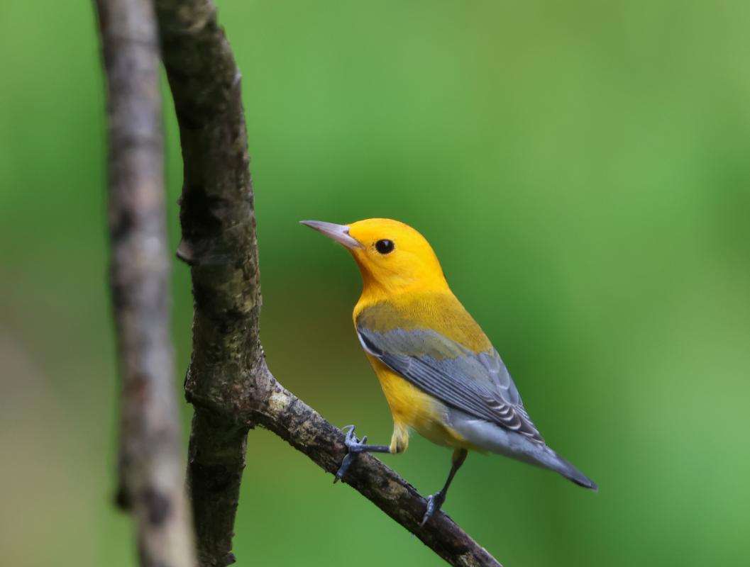 Prothonotary Warbler