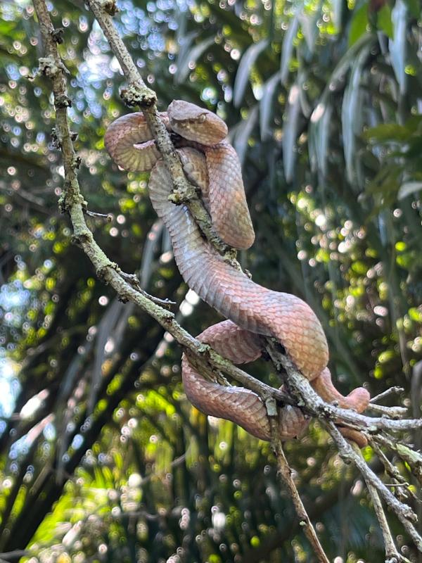 Central American Eyelash Viper