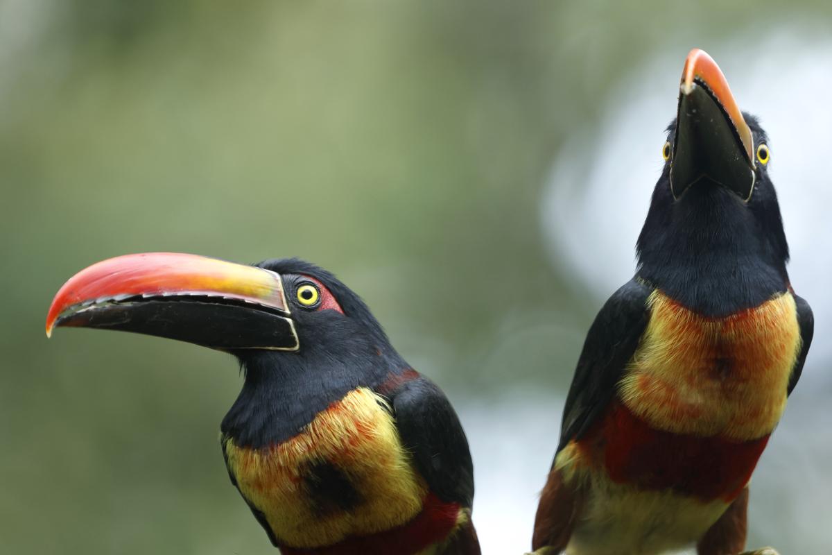 We capped the trip off with a day in the Pacific lowlands, with yet another suite of new species such as these comical FIERY-BILLED ARACARIS.