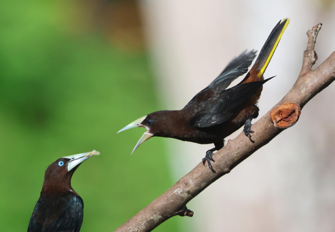 Chestnut-headed Oropendola