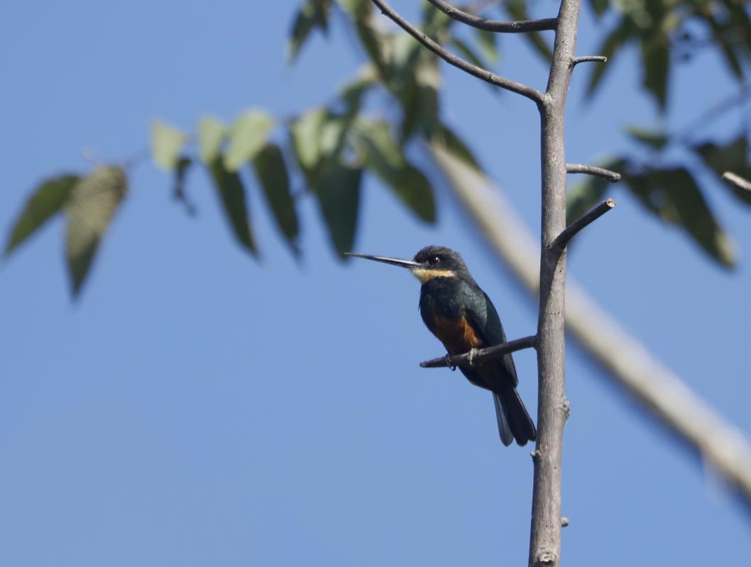 Dusky-backed Jacamar