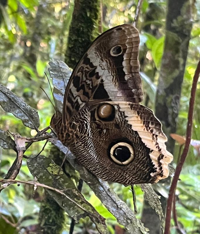 Banded Owl