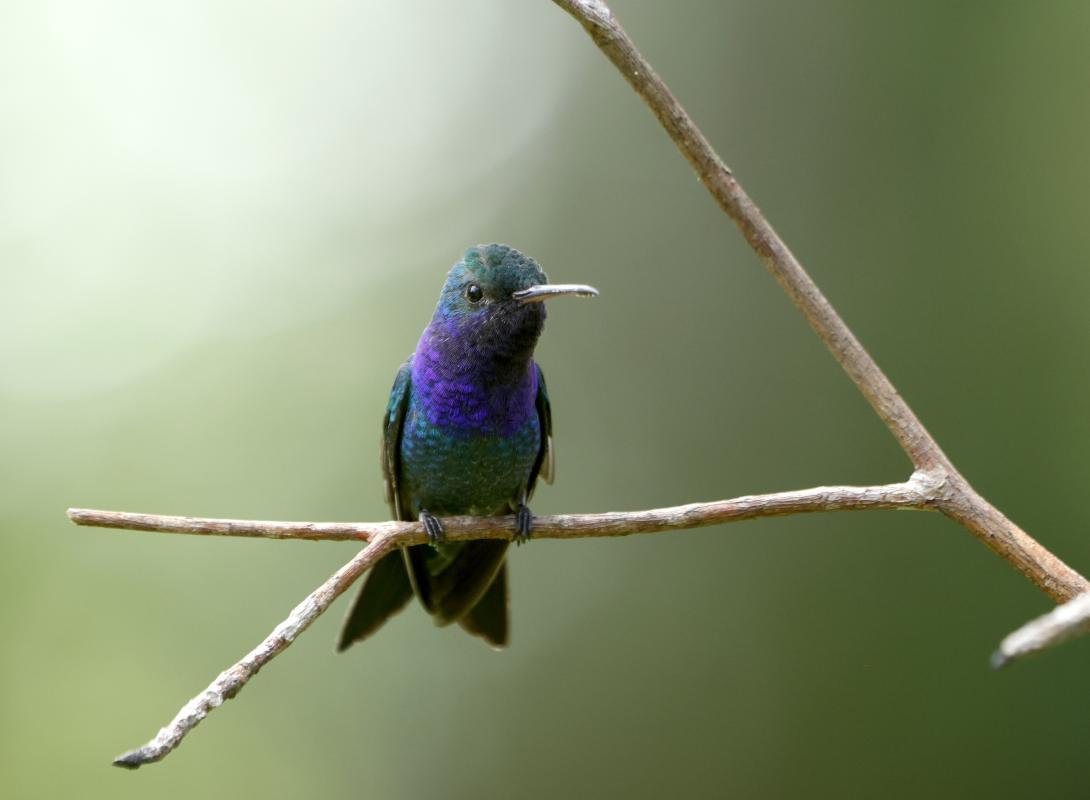 Sapphire-throated Hummingbird