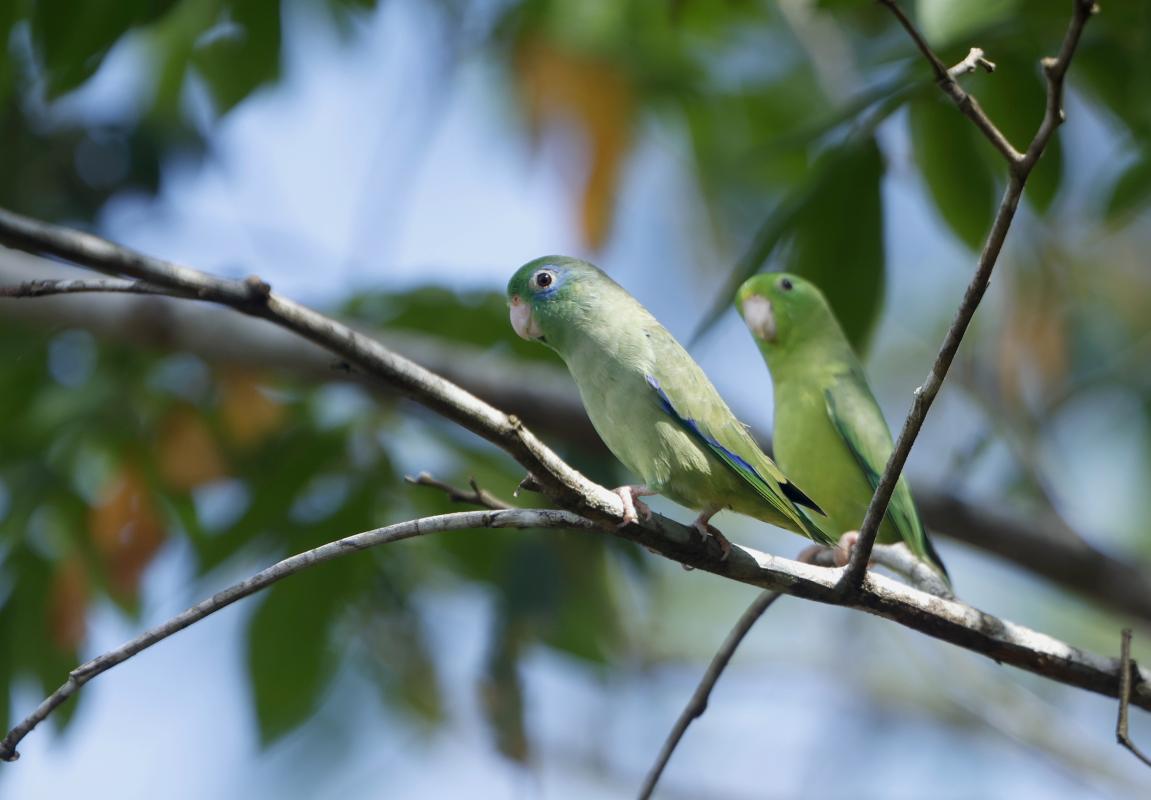 Spectacled Parrotlet