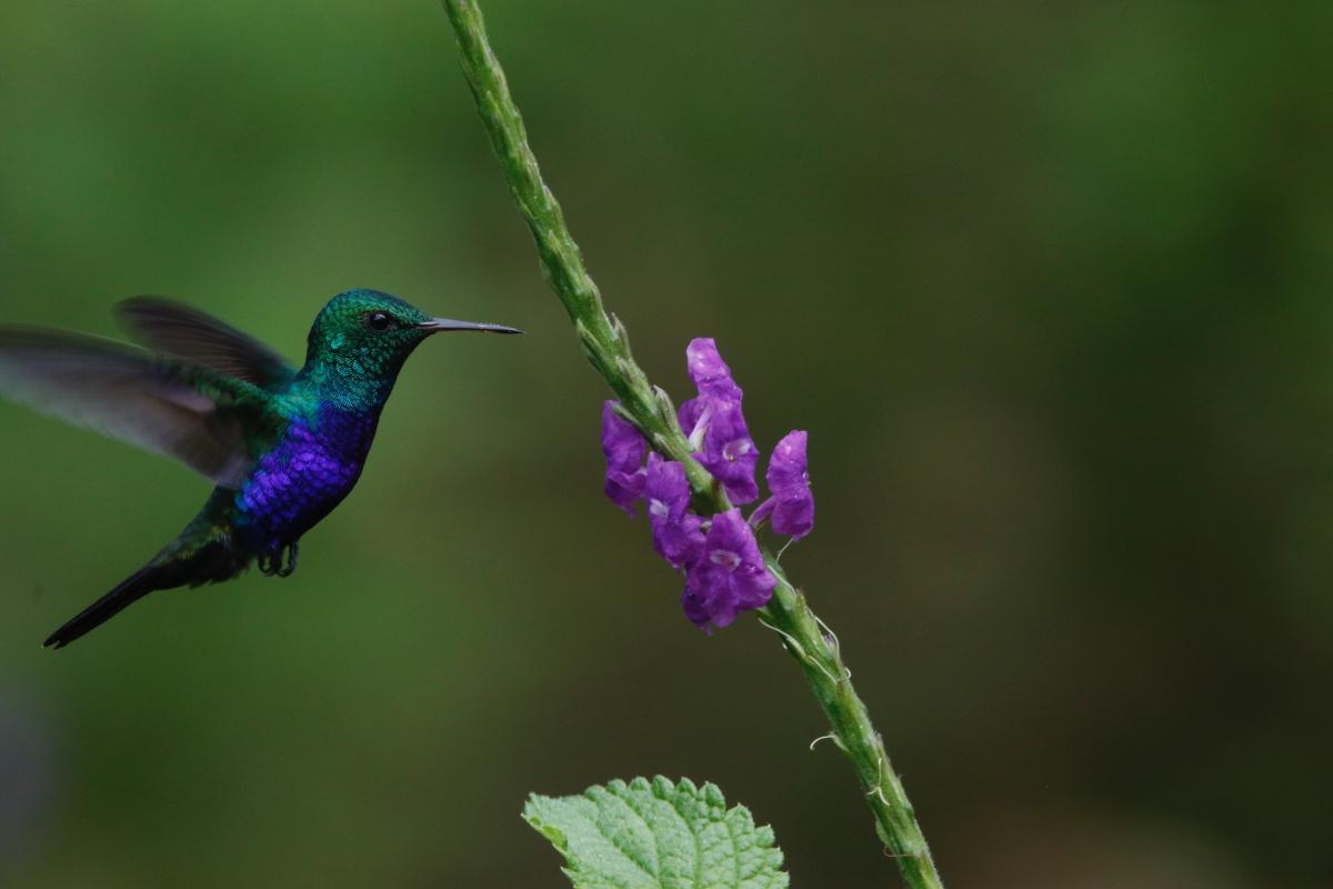 Violet-bellied Hummingbird