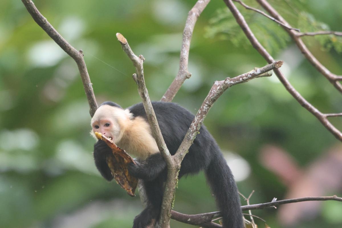 White-throated Capuchin