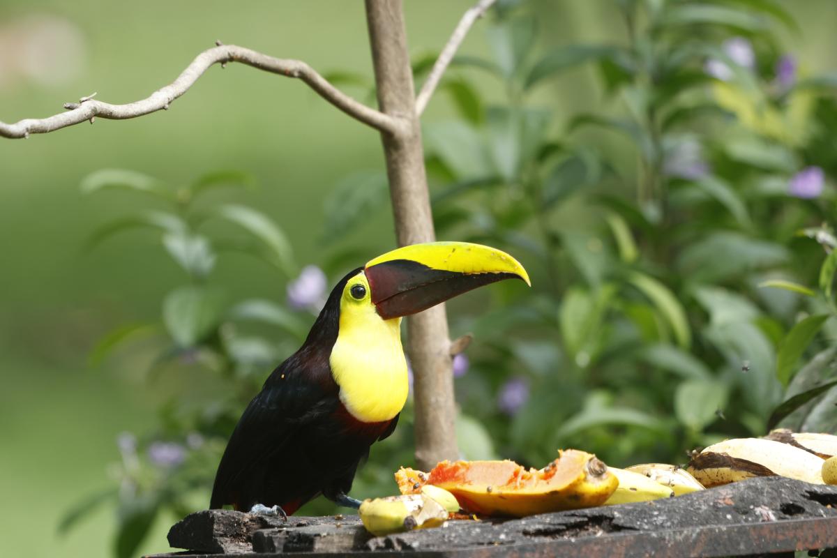 Yellow-throated Toucan