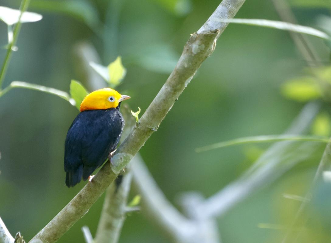 Golden-headed Manakin