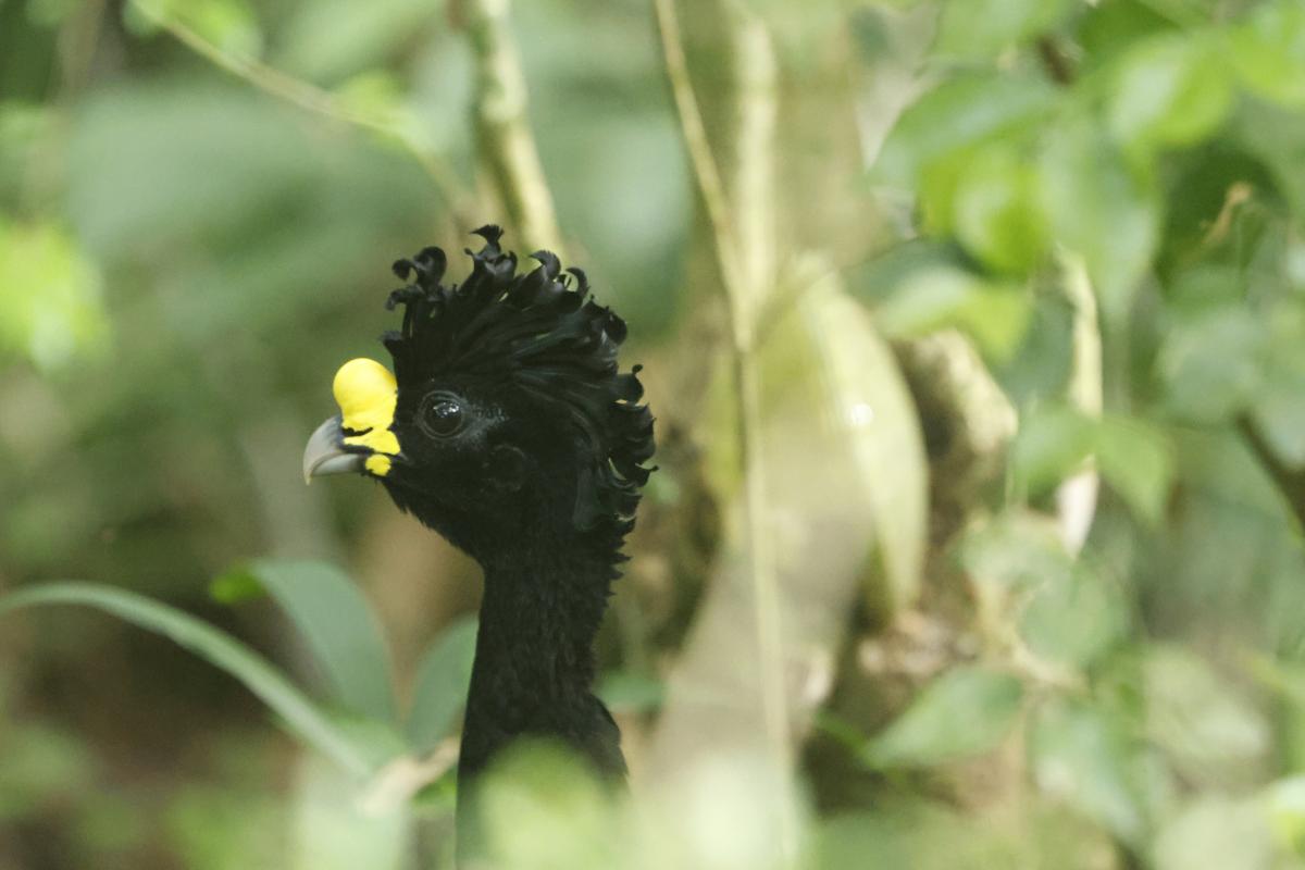 Great Curassow