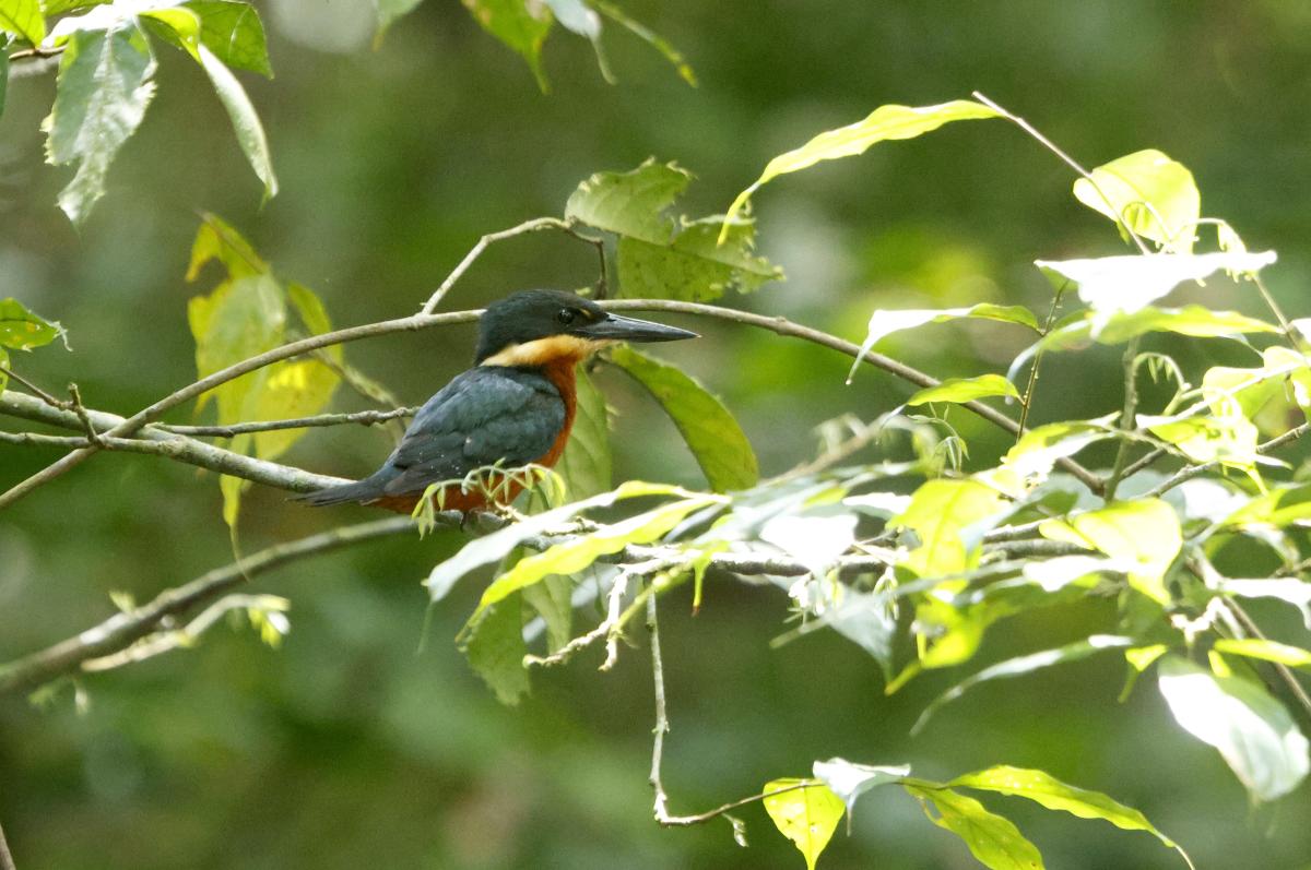 Green-and-Rufous Kingfisher