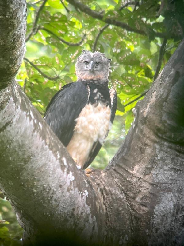 Harpy Eagle