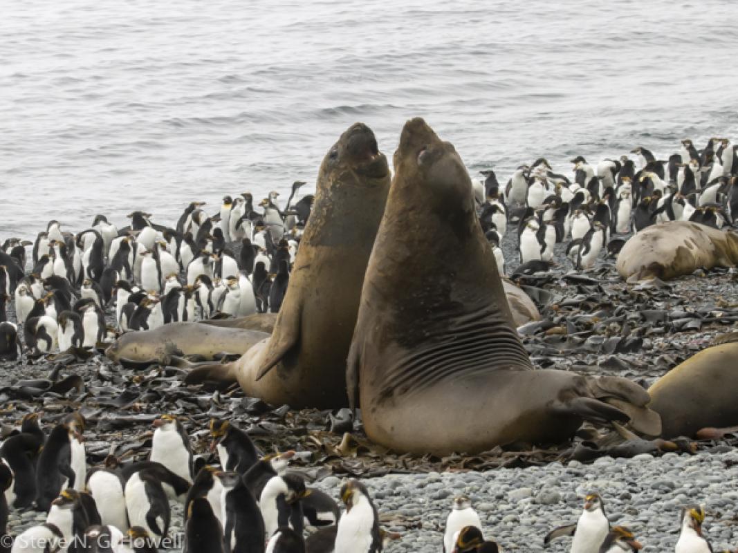 A few days later, Royal Penguins—by the thousands (oh, and some Southern Elephant Seals!)