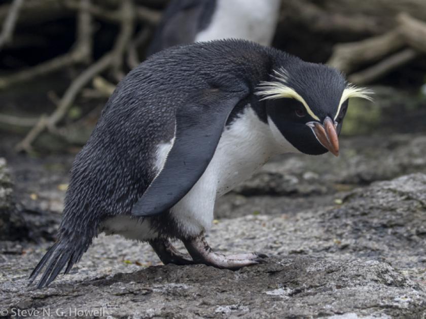 Image for Highlights from the Subantarctic Islands cruise