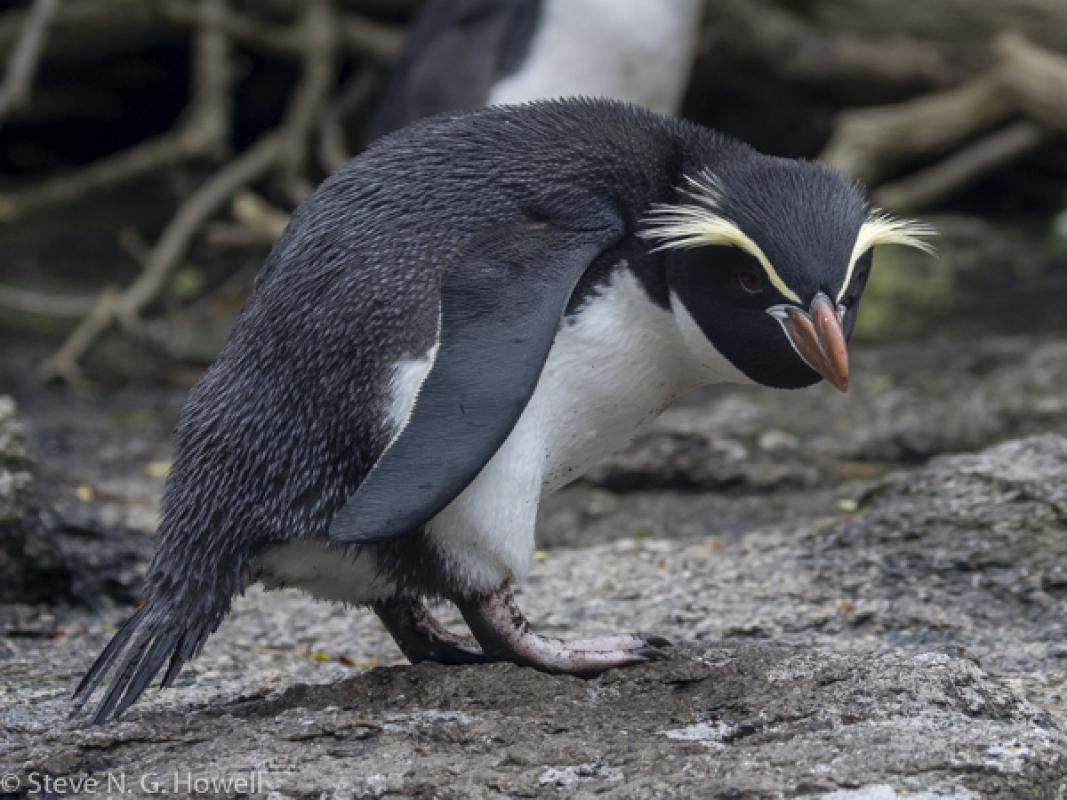 Steve Howell & Luke Seitz report from their recent trip around the remote and rarely visited Subantarctic Islands of New Zealand and Australia, home to eight penguin species including three endemics, with first stop, Snares Crested Penguin.