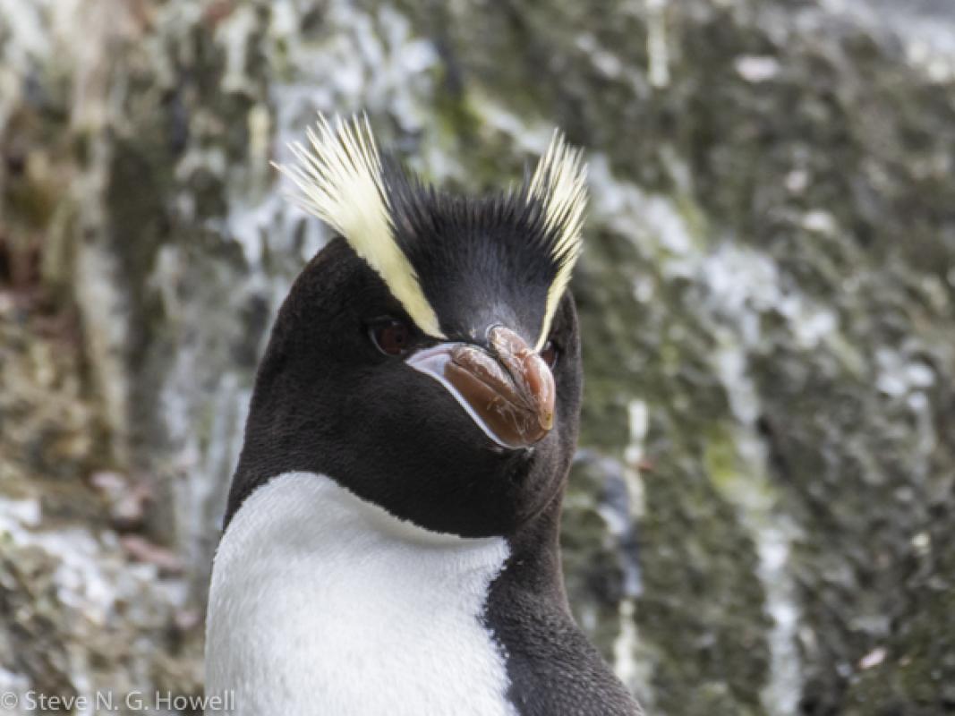 And lastly the snazzy Erect-crested Penguin.