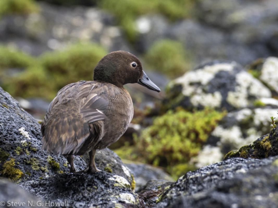 Other highlights ranged from the flightless Auckland Island Teal...