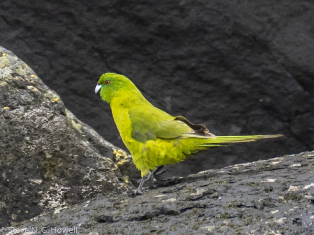 To the flame-eyed Antipodes Parakeet, endemic to its namesake islands.