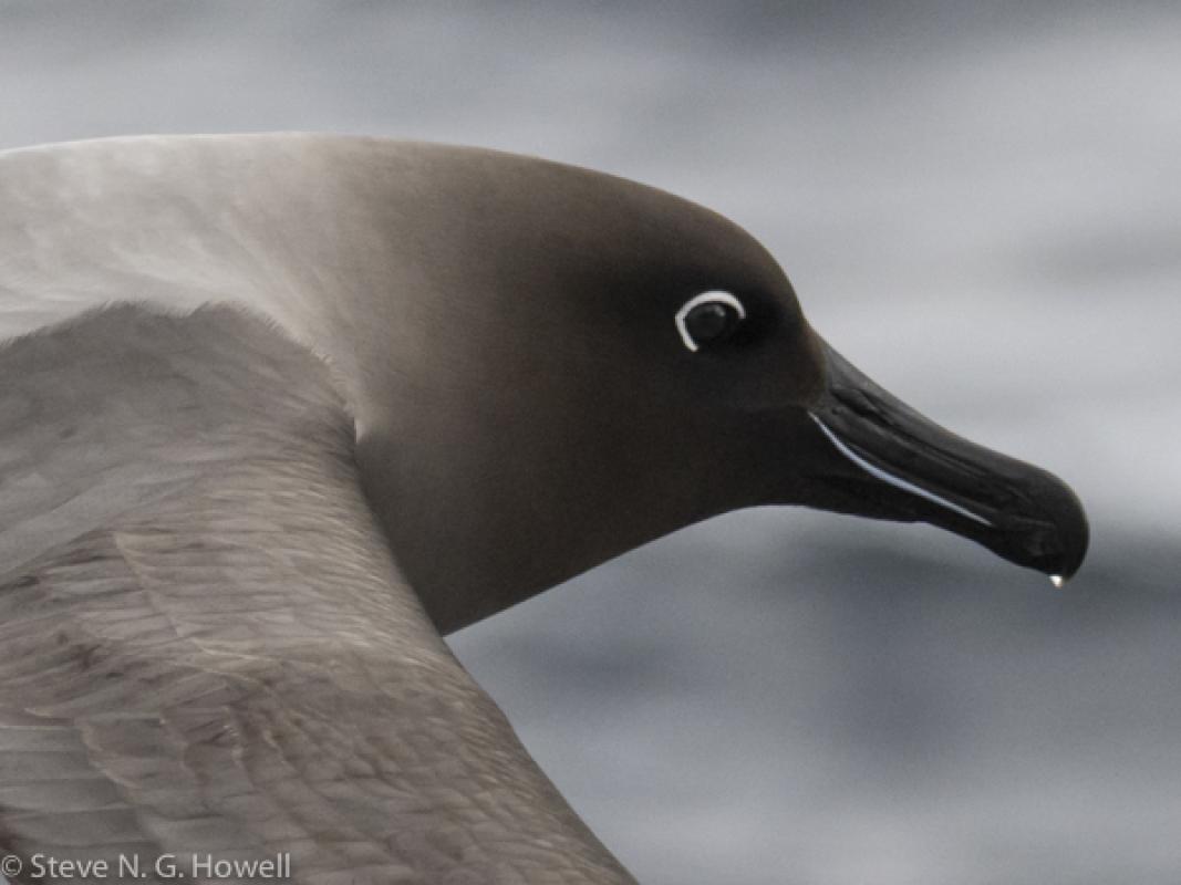 To Light-mantled Sooty Albatross sailing past almost close enough to touch.