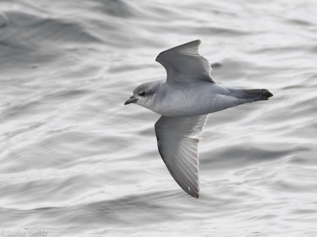 To those ever-vexing prions, this one a (presumed) Lesser Fulmar Prion, a very poorly known taxon indeed, and Steve’s last prion (he thinks!).