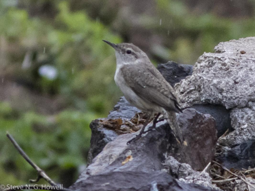 Despite (or perhaps because of?) the cool weather we found more species than usual, including this surprise vagrant Rock Wren in town, in the rain!