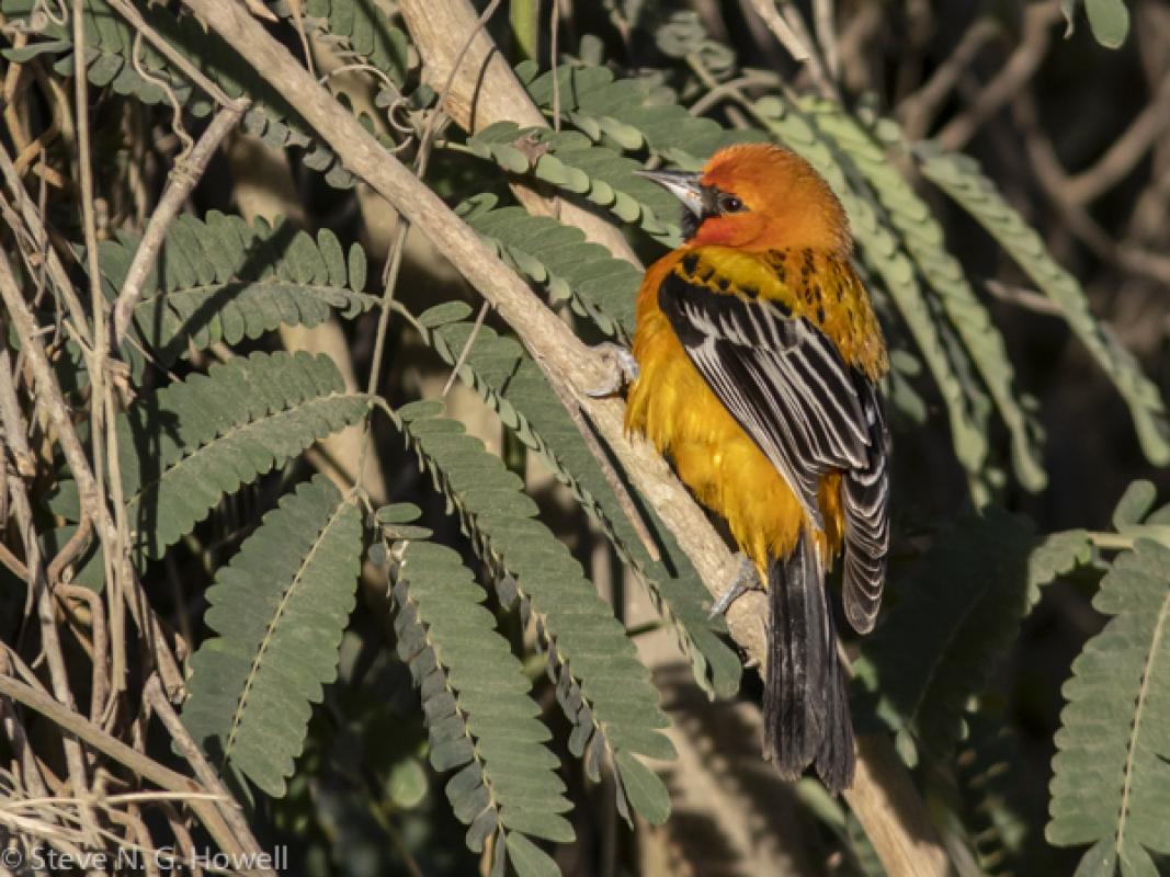 The trip started, appropriately, with San Blas Jays, along with other colorful local characters such as the stunning Streak-backed Oriole.