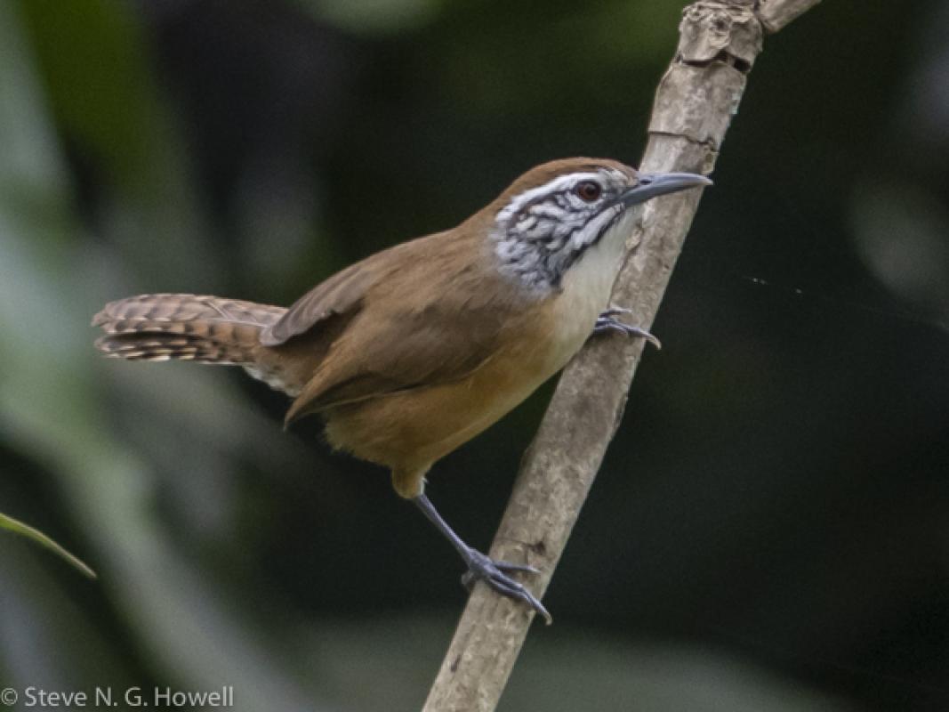 Not to be outdone, this handsome Happy Wren showed amazingly well the next morning. 