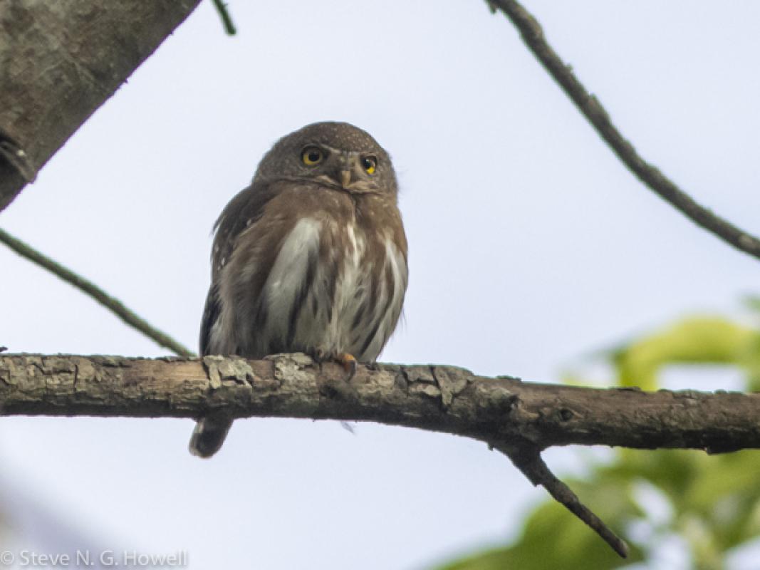 This walk-away Colima Pygmy-Owl was a group favorite... 