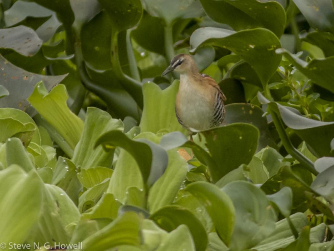 The ever-popular boat trips produced the rarely seen tiny Yellow-breasted Crake.