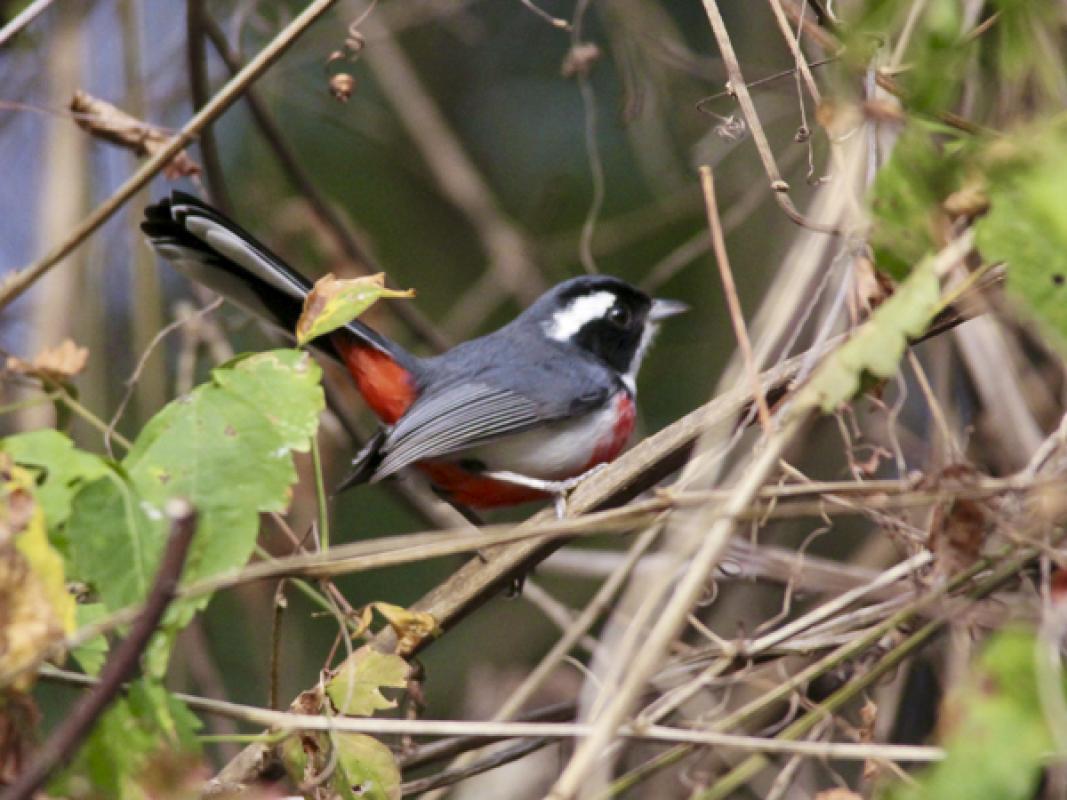 As was this stunning male Red-breasted Chat. 