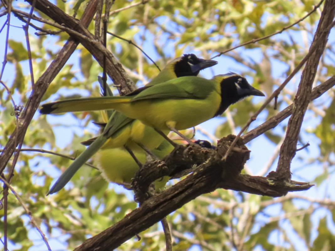 Taxonomic issues abound in western Mexico, including the ‘obvious’ (to anyone with normal hearing and vision) species split of Western Green Jay. 