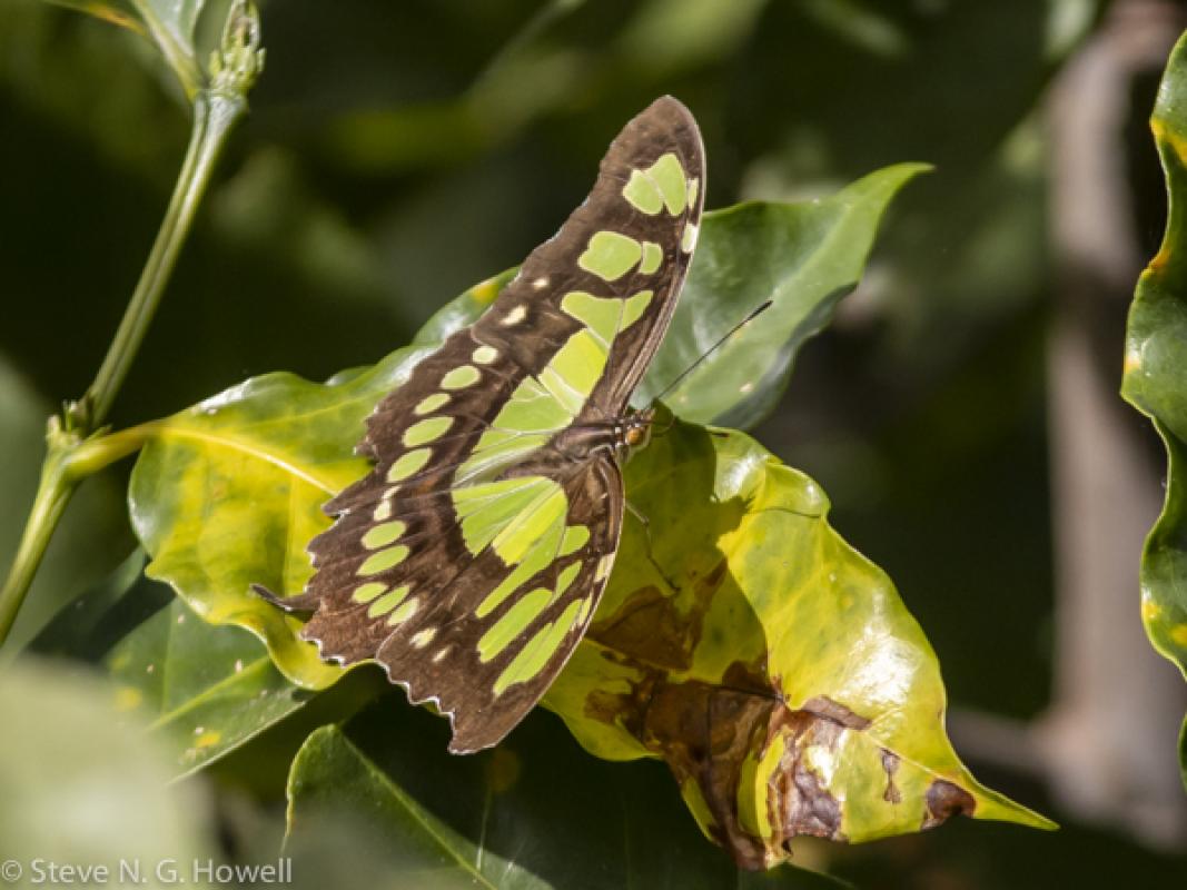 And butterflies such as this Malachite also showed their appreciation for the sun, but all too soon the trip was over, with more than 250 bird species in a relaxed week of fabulous birding. 